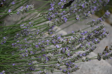 Biene am Lavendel