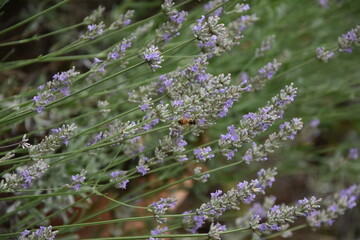 Biene am Lavendel