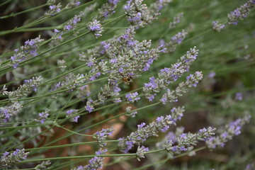 Biene am Lavendel