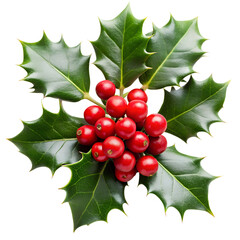 	Christmas holly branch with berries isolated on transparent background