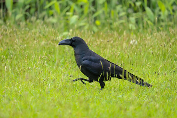 Crow Walking Through Tall Grass