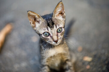 Abandoned kitten looking up with hopeful eyes on rough street