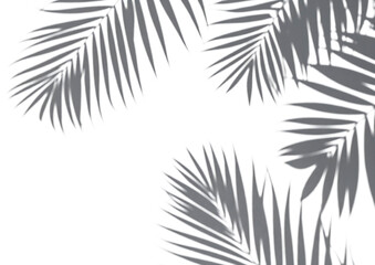 Obraz premium Palm frond shadow pattern on black background minimalist tropical design asset