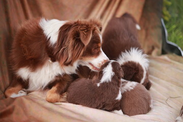 Mother dog is nursing her puppies