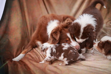 Three puppies are playing on a couch