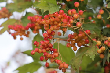 Red berry viburnum sings on a branch