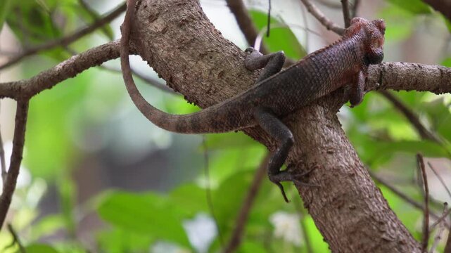 Oriental Garden Lizard it's found in open forests
