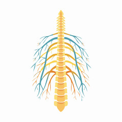Obraz premium The intricate spinal cord: A detailed illustration of the human spinal cord. Showcasing its complex structure and intricate network of nerves. perfect for educational and scientific purposes.