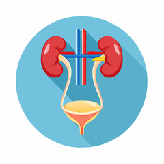 Anatomy of the Renal System: A medical illustration detailing the components of the human renal system, including the kidneys, bladder, and associated vessels in a detailed diagram form.