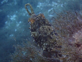 Cuttlefish on reef