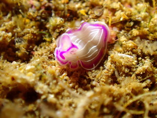 Prostheceraeus roseus, Pink Flatworm