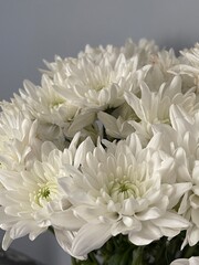 white chrysanthemum flower