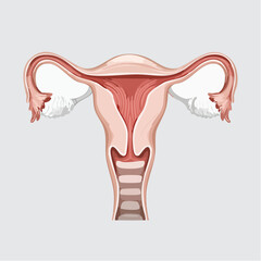 Anatomical Feminine: A detailed illustration of the female reproductive system, showcasing the intricate components and delicate structure in a visually compelling representation.