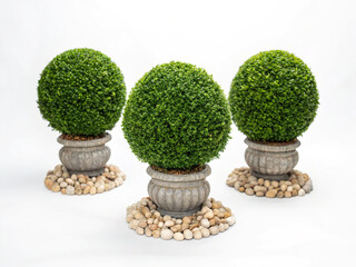 Three topiary ball plants in pots isolated on white background