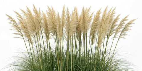 Pampas grass plumes isolated on white background