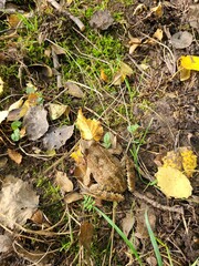 Frog resting among fallen leaves in a natural setting during autumn