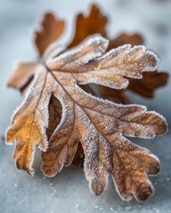 Frosted autumn leaves scattered beautifully across a crisp white background in a seasonal display