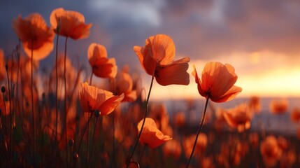 Fototapeta premium Sunset field of orange poppies