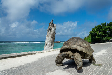 Giant tortoise walking on the road near the beach in LaDigue island, Seychelles