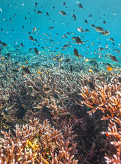 Coral reef off the coast of islan, Bali indonesiad in South Pacific