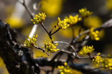 cornelian cherry blossoms in the valley
