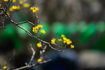 cornelian cherry blossoms in the valley