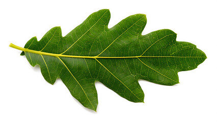 Obraz premium Detailed close-up of a vibrant green oak leaf with intricate venation against a clean white background.
