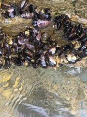 Shellfish, mussels attached to sea rocks with clear clean sea water in the background, Yeongdeok, South Korea - 바다 바위에 붙은 조개류, 홍합과 맑은 깨끗한 바다물 배경, 영덕, 한국