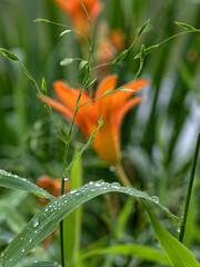 Lilium  is a genus of herbaceous flowering plants