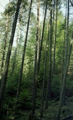 Fototapeta premium Daylight Filtering Through Forest Canopy