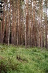 Conifer Tree Trunks with Grass on Forest Floor
