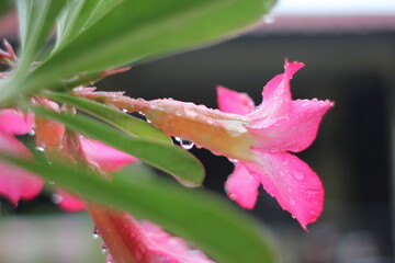 Close-up view of Adenium obesum flowers with water droplets clinging to the petals and leaves.