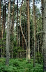 Fototapeta premium Wavy Tree Trunk Among Ferns and Grass in Coniferous Forest