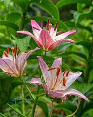 Lilium  is a genus of herbaceous flowering plants