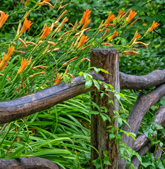 Lilium  is a genus of herbaceous flowering plants