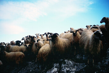 Herd of sheep
