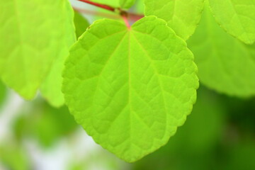清々しい新緑の葉っぱ