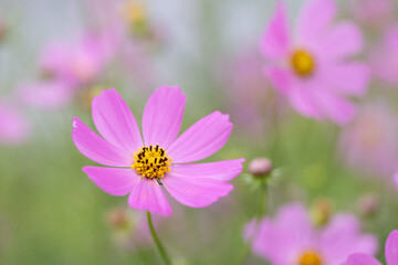 Fototapeta premium 優しい秋