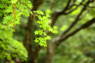 新緑の緑の葉っぱ