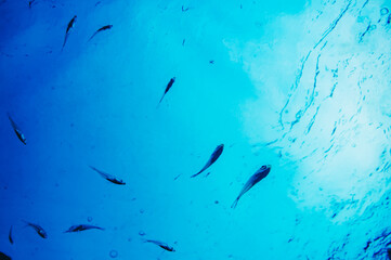 水中の魚たち