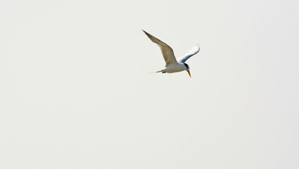 seagull flying in the sky