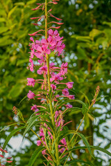 Flowering fireweed plant in a summer meadow