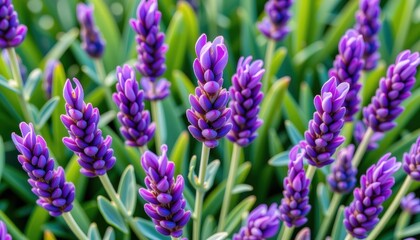 Obraz premium Vibrant Macro Shot of Purple Lavender Flowers in Blooming Garden