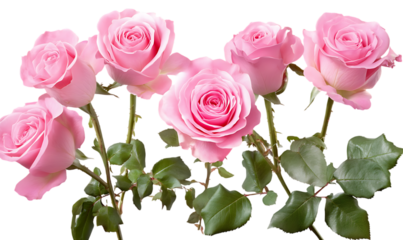 Pink roses on transparent background.