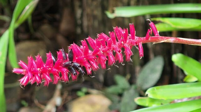 Brazilian vaseplant in the garden