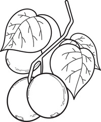Line Art Illustration of Kiwi on Branch with Leaves