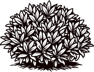 Hand drawn leafy bush illustration in vintage engraved isolated on white background