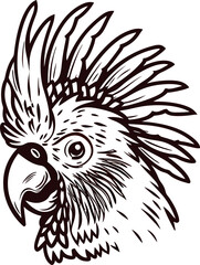 Obraz premium Detailed hand drawn illustration of cockatoo parrot head with expressive crest and strong beak in vintage engraving