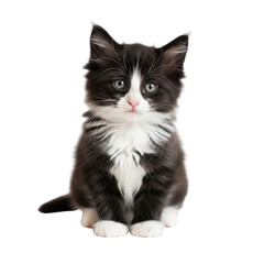 Cute black and white kitten sitting calmly with attentive gaze, soft fur details isolated on transparent background Generative Ai.