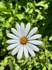 white daisy flower